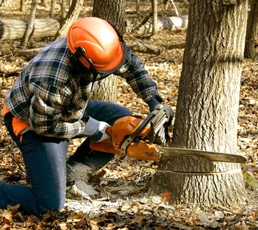 Tree Removal in Barstow, IL